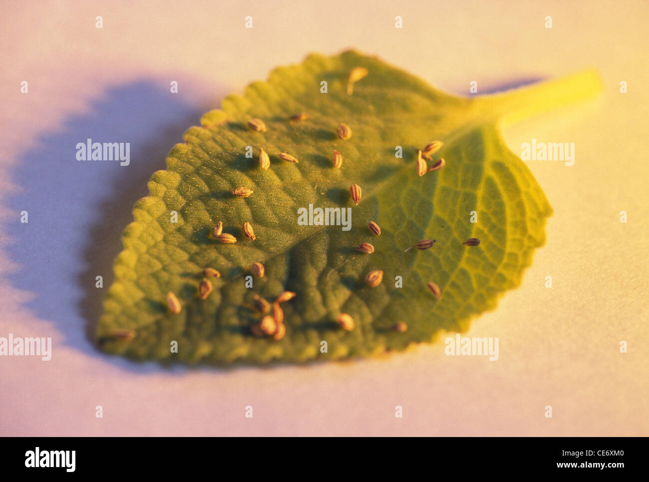 ajowan ajwain leaf and seeds ; trachyspermum ammi ; india ; asia Stock