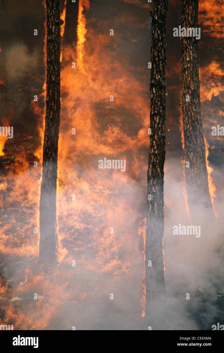 Forest Fire uttaranchal india Stock Photo