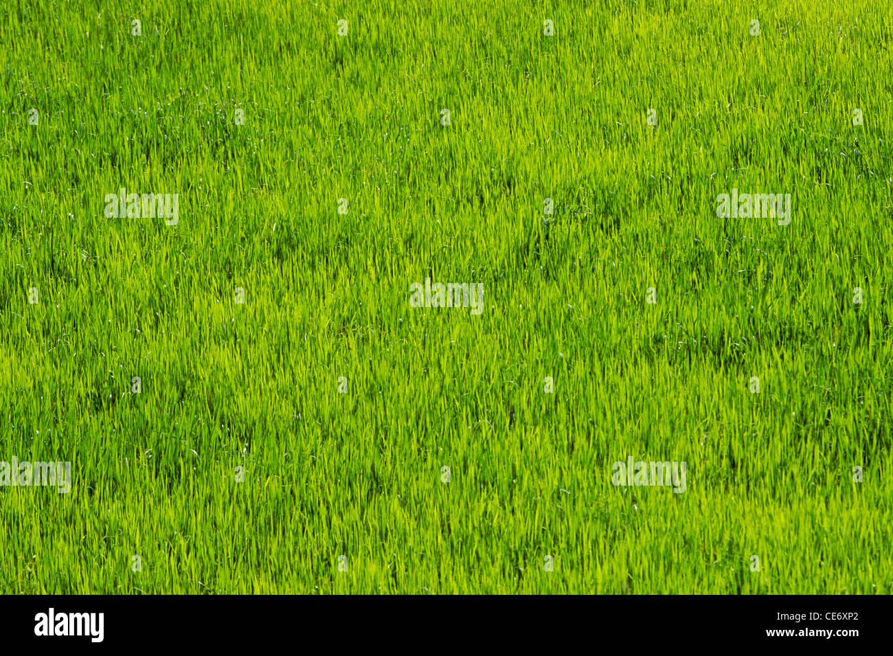 AAD 83615 : rice field paddy field rajasthan india Stock Photo