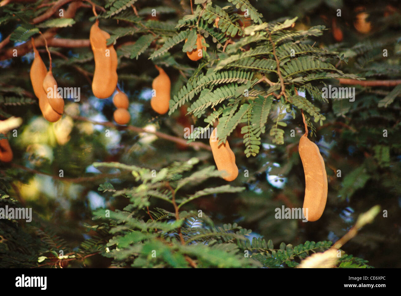Tamarind Tree Imli India Stock Photo Alamy