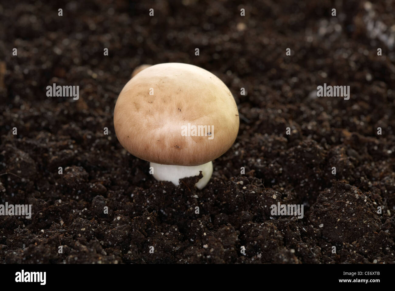 Chestnut Mushroom Growing on Compost Growth Medium Stock Photo Alamy