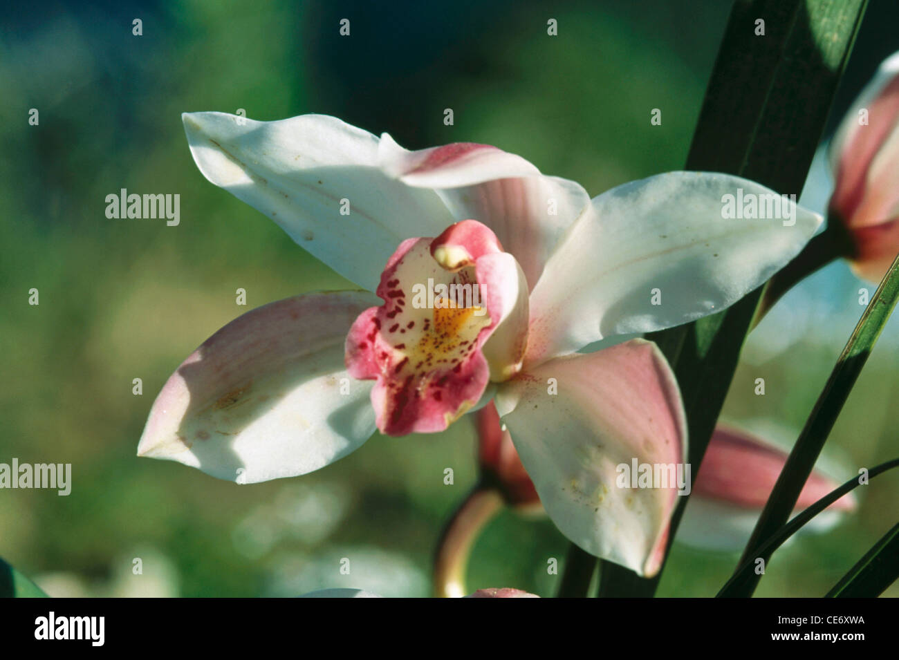 Orchid flower plant growing ; cymbidium ; arunachal pradesh ; india Stock Photo