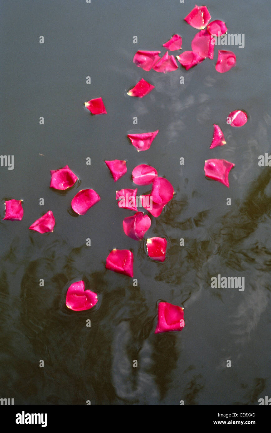SDM 86244 pink rose flower petals floating on water Stock Photo Alamy