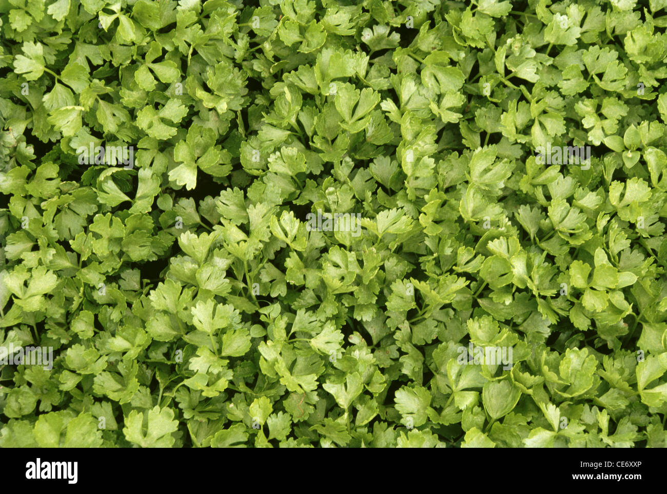 Celery leaves plant growing Apium graveolens india Stock Photo Alamy