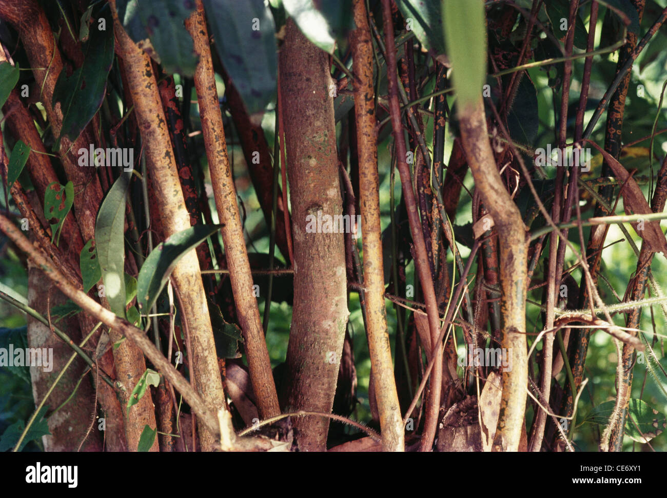 Cinnamon tree bark plantation Stock Photo