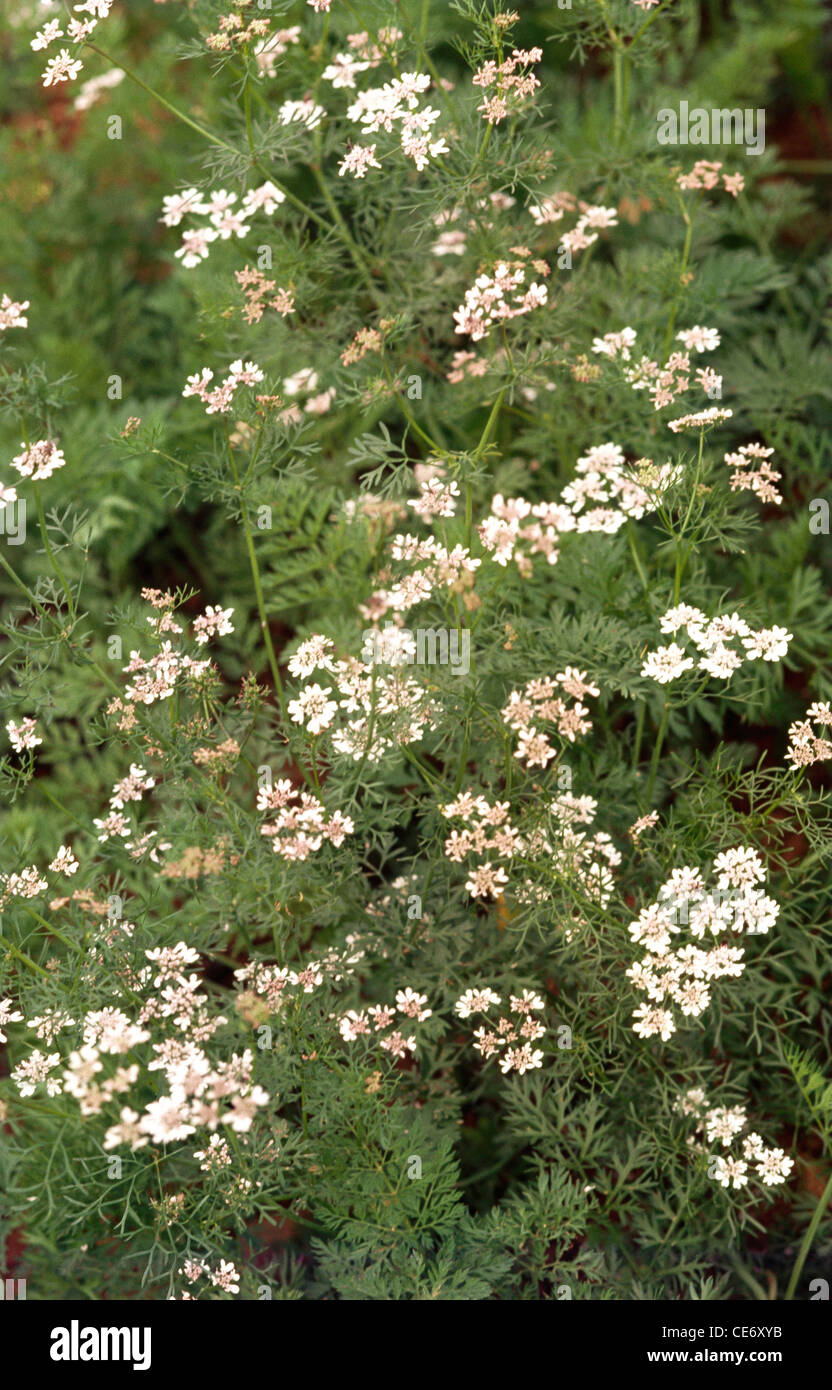 Cumin plant flowers - Cuminum cyminum - jeera Stock Photo - Alamy