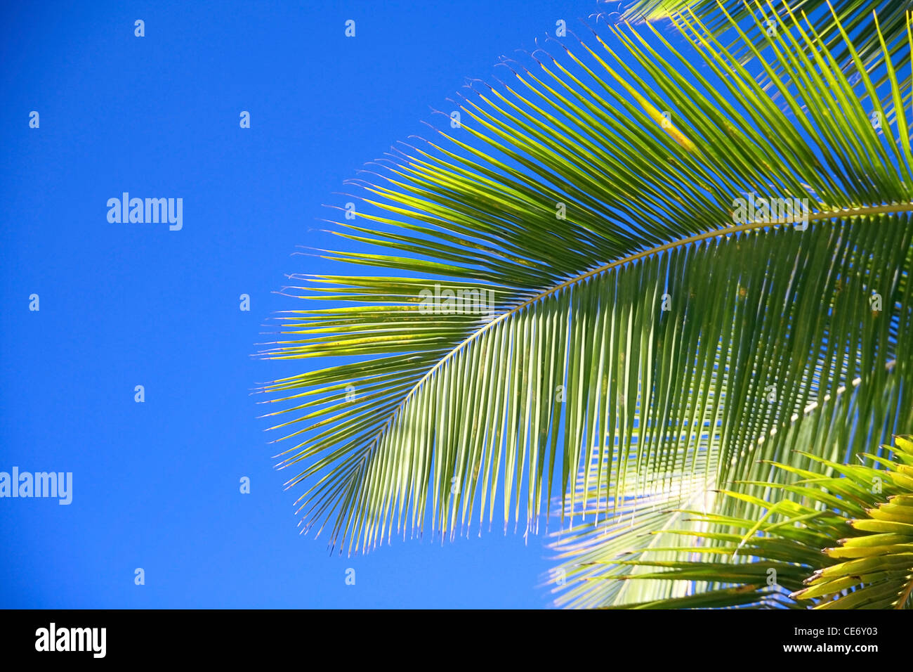 Palm leaf closeup Stock Photo Alamy