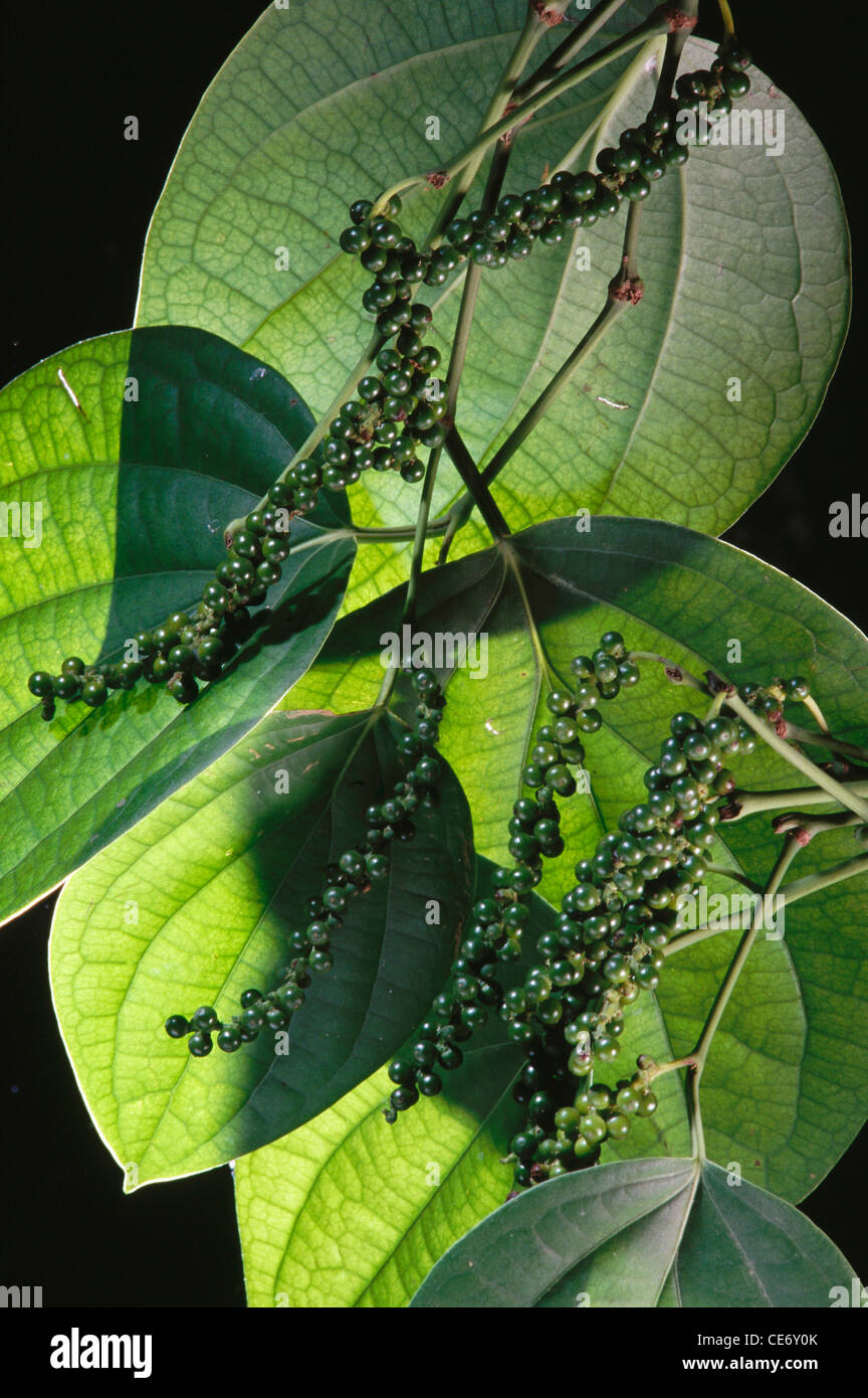 HMA 83636 indian spices green peppercorn pepper seeds plant leaves