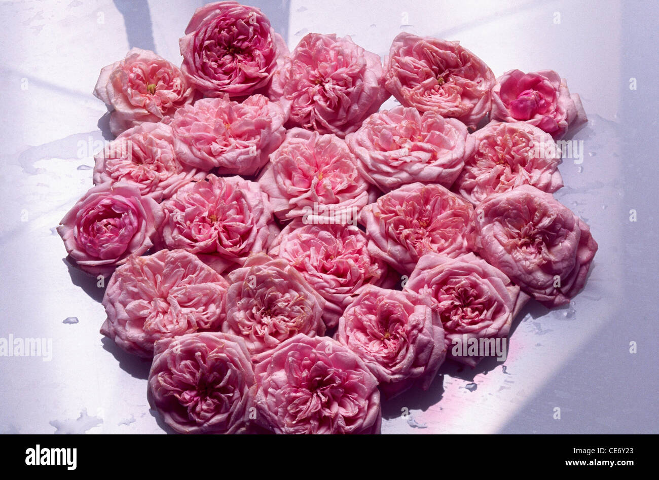 Pink rose flowers arrangement on white background Stock Photo
