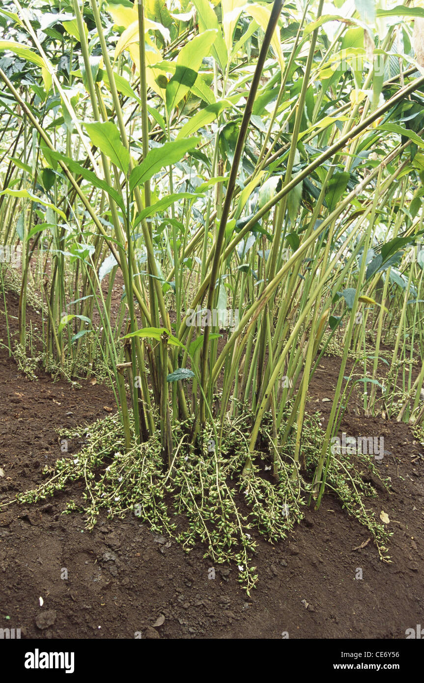 Cardamom plants Elettaria cardamomum Spices farm Kerala India Stock Photo -  Alamy