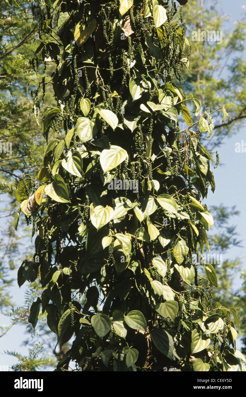 black pepper spice vine ; Piper nigrum ; kerala ; india ; asia Stock