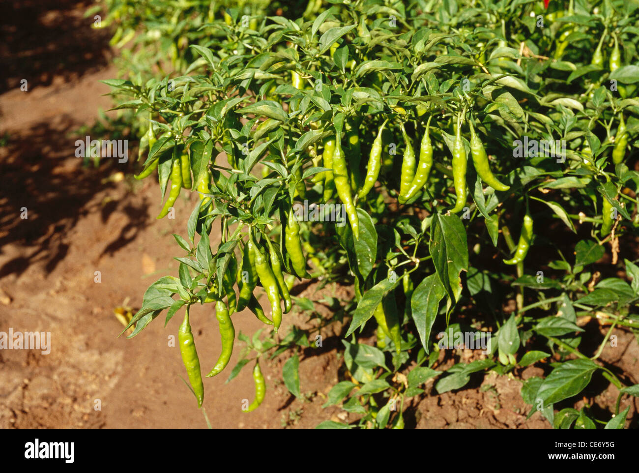 Tree on estate hi-res stock photography and images - Alamy