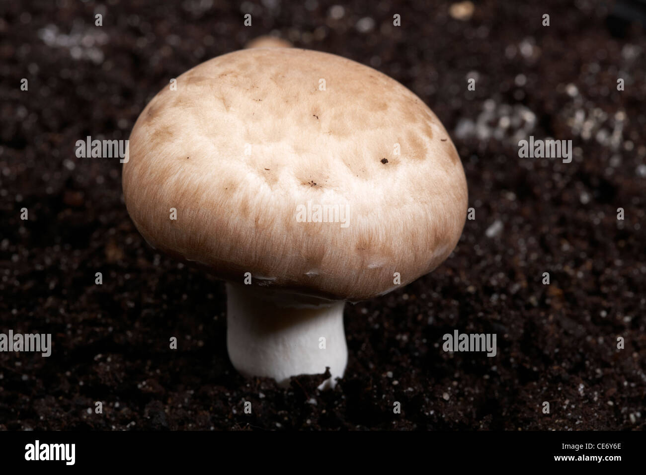 Chestnut Mushroom Growing on Compost Growth Medium Stock Photo