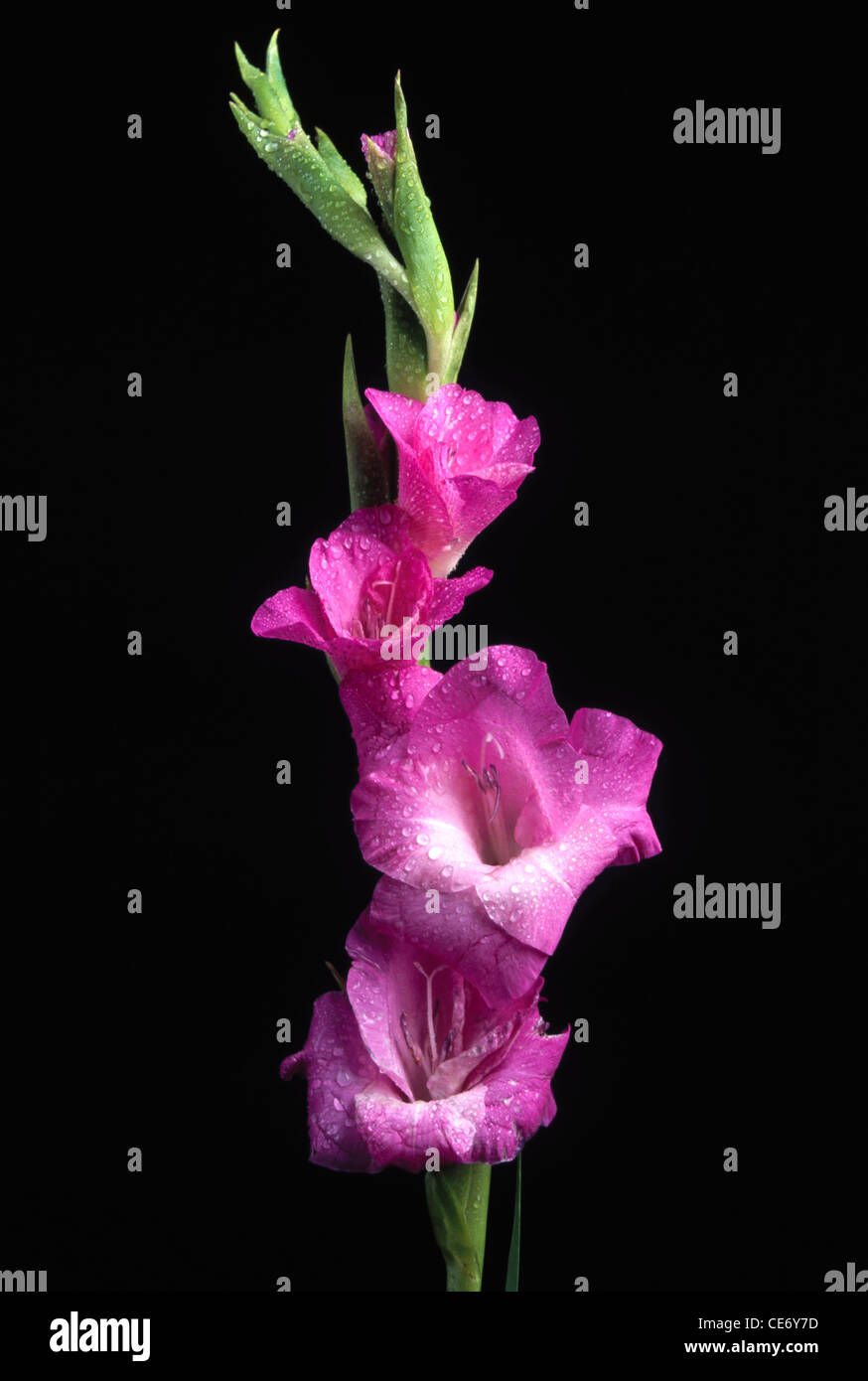 Artificial flowers arrangement of purple violet Gladiolus flower on black background Stock Photo