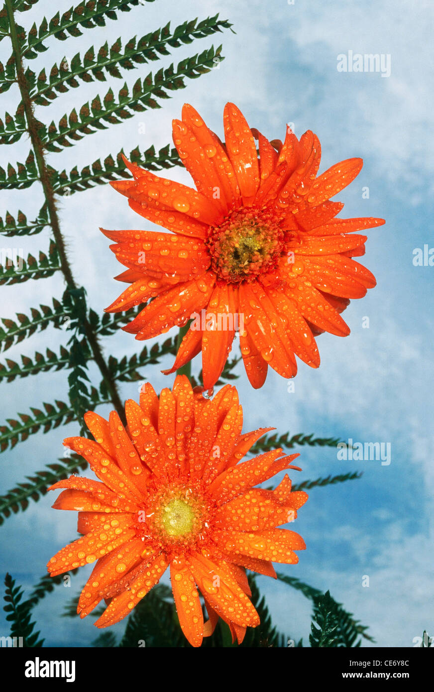 Artificial flowers ; two artificial Gerbera flowers arrangement Stock Photo