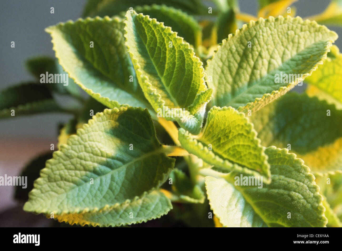 Ajowan leaves ; Ajwain leaf ; Ajowan leaf ; Ajwain ; Trachyspermum ammi