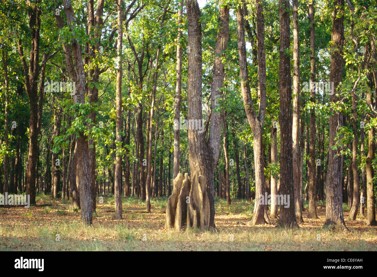 Sal trees forest jungle plantation trunks shorea robusta india Stock
