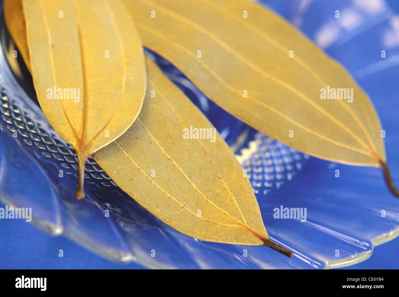 Dry dried Indian bay leaf leaves herbs ; laurus nobilis ; India ; asia