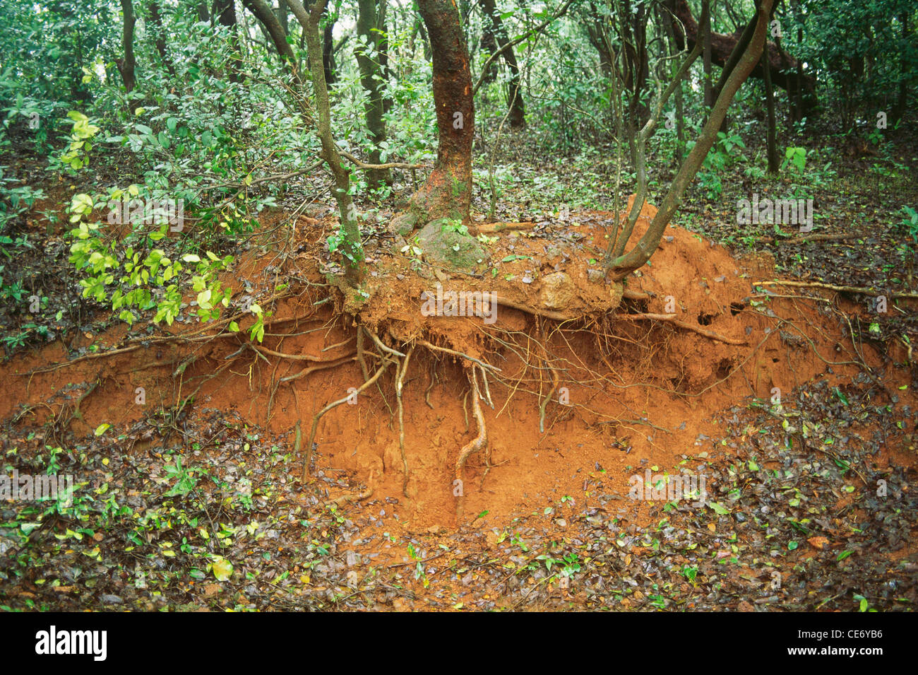 MBT 86378 : ecology soil erosion tree roots cross section matheran maharashtra india Stock Photo