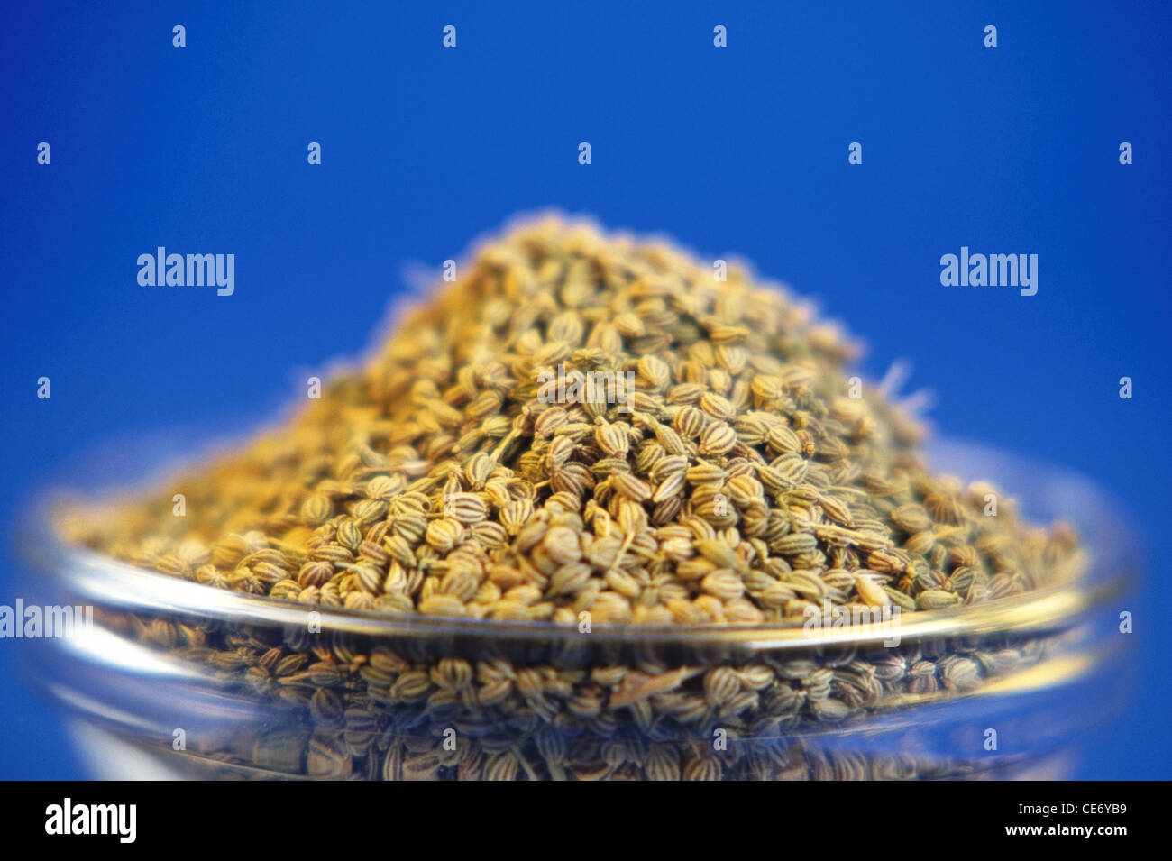 Ajowan seeds ; Ajwain ; Trachyspermum ammi ; ajowan caraway ;