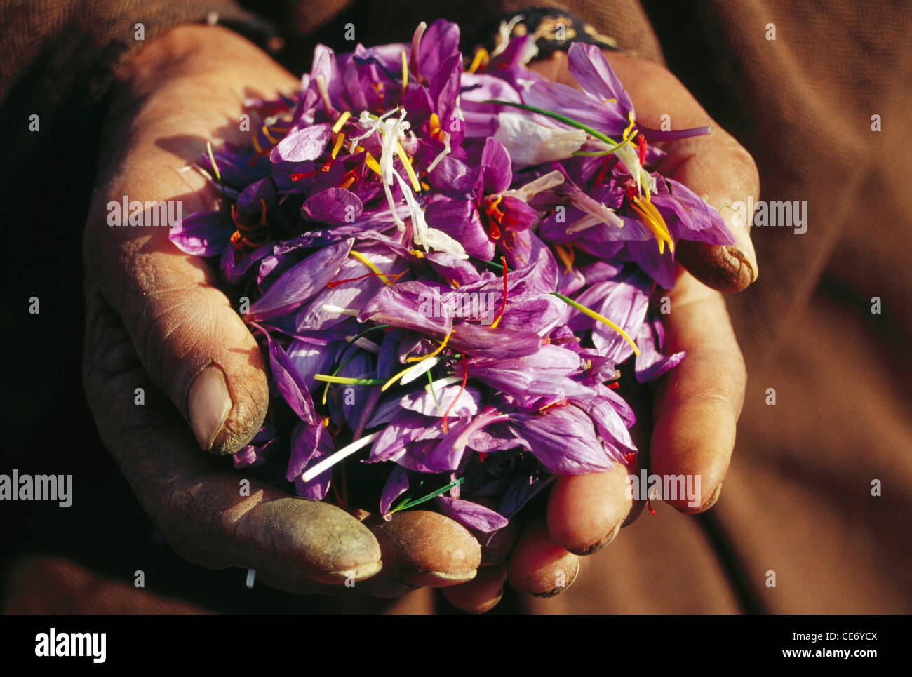 Saffron flower in hand ; pampore ; kashmir ; jammu and kashmir ; india