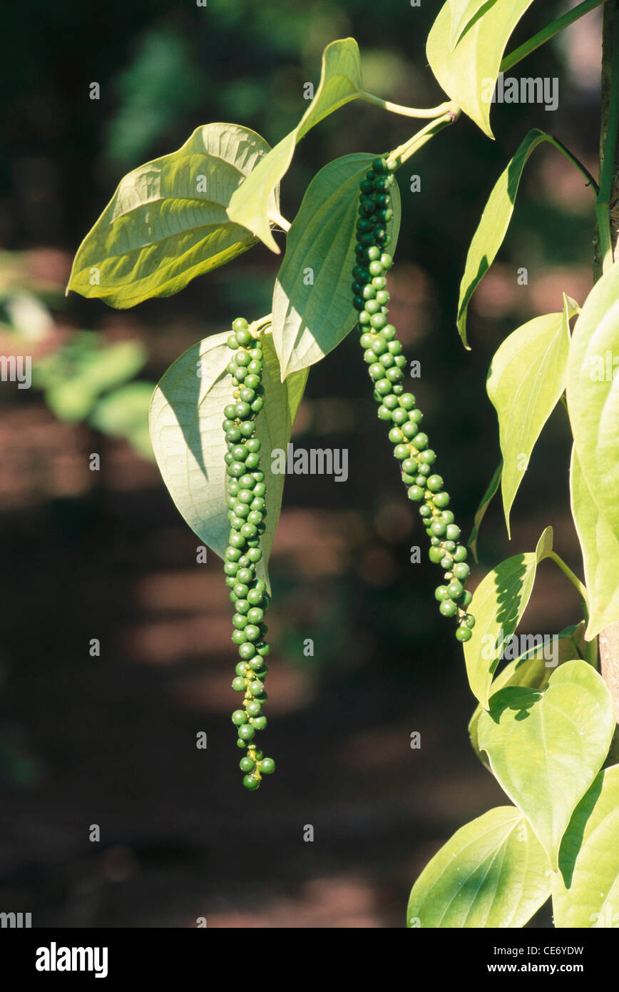 Indian pepper plantation hires stock photography and images Alamy