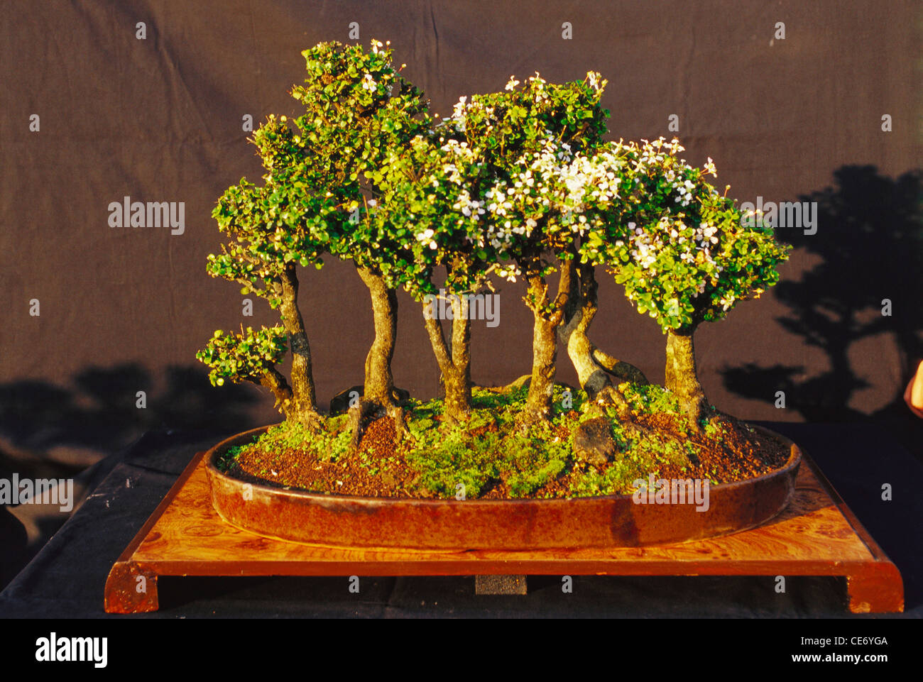 PRM 86366 : bonsai trees Malpighia coccigera Hawthorn ten year old ; silvassa Union Territory india Stock Photo
