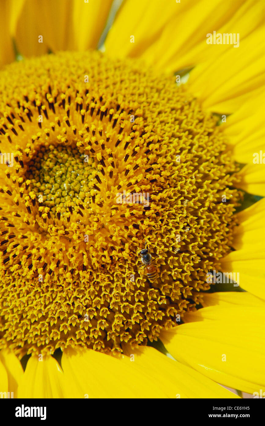 Indian sunflower seeds hi-res stock photography and images - Alamy