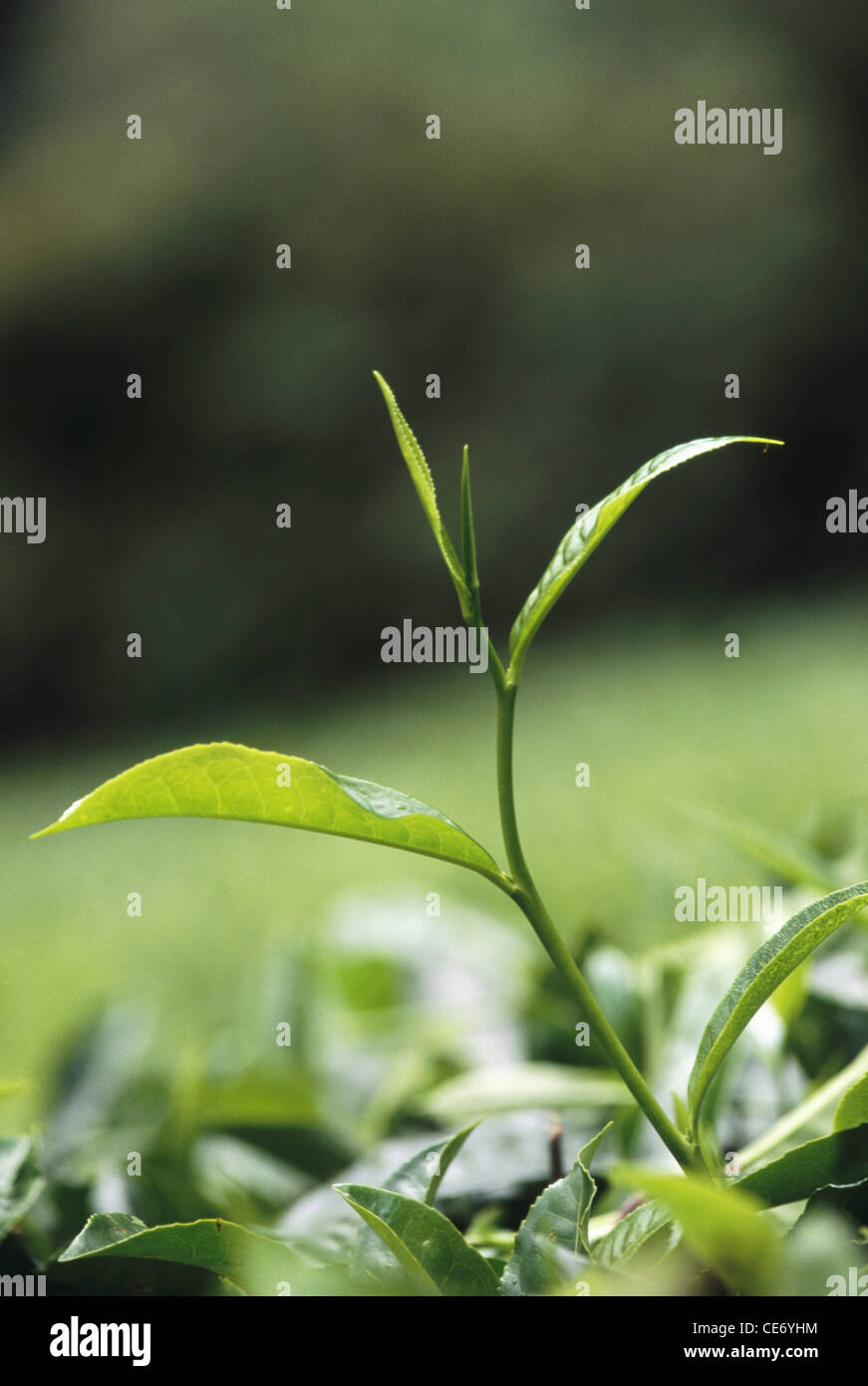 MAA 83765 : fresh new tea leaf tea leaves tea garden munnar kerala