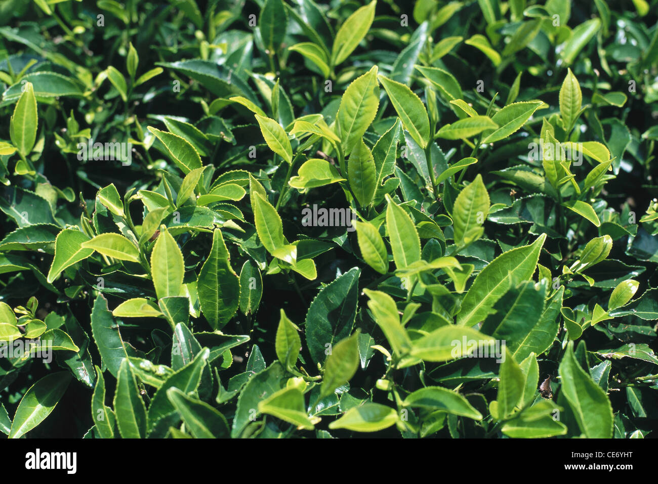 MBT 83734 : fresh new tea leaf tea leaves tea garden munnar tamil nadu