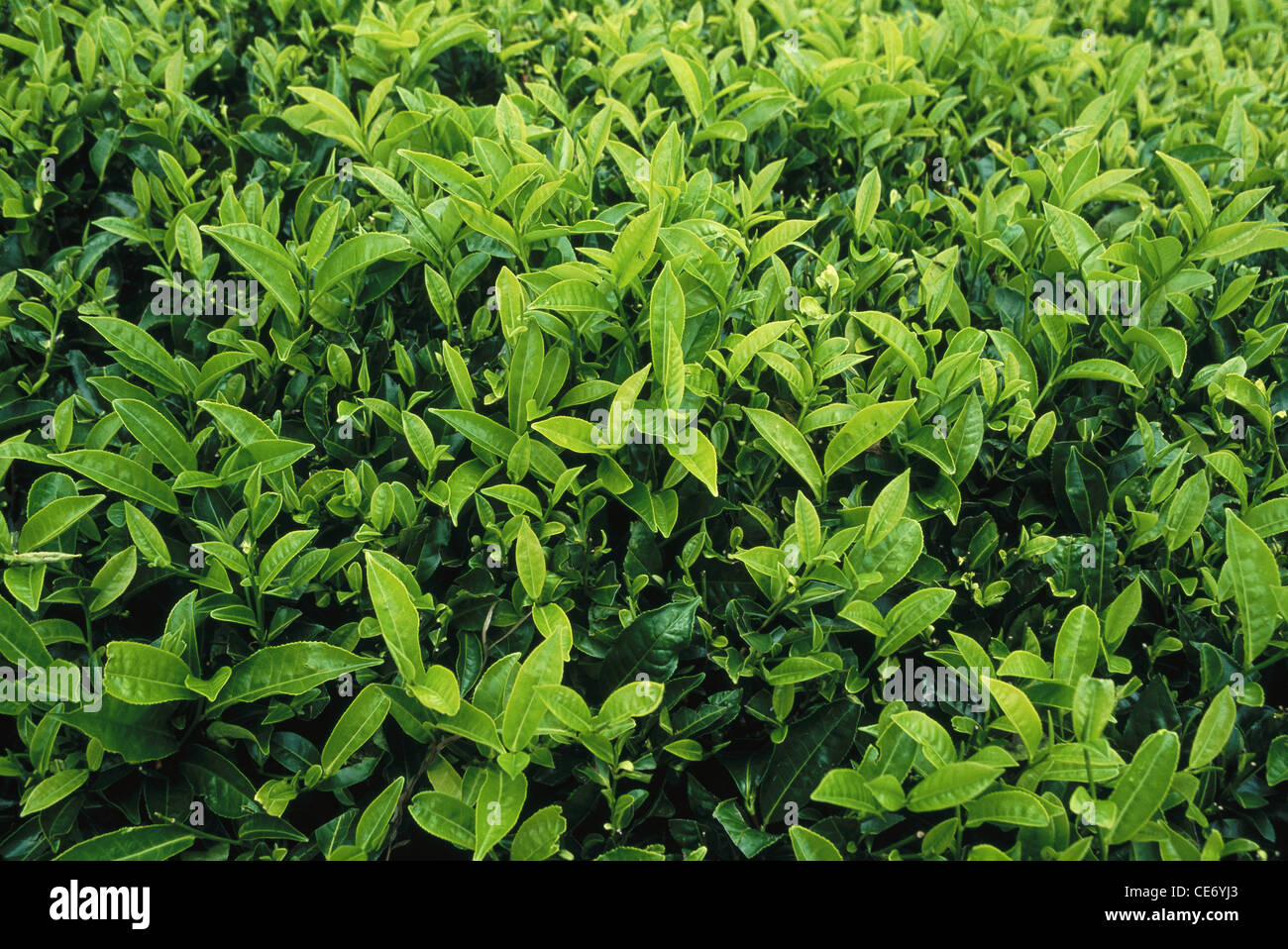 MBT 83759 : fresh new tea leaf tea leaves tea garden munnar tamil nadu