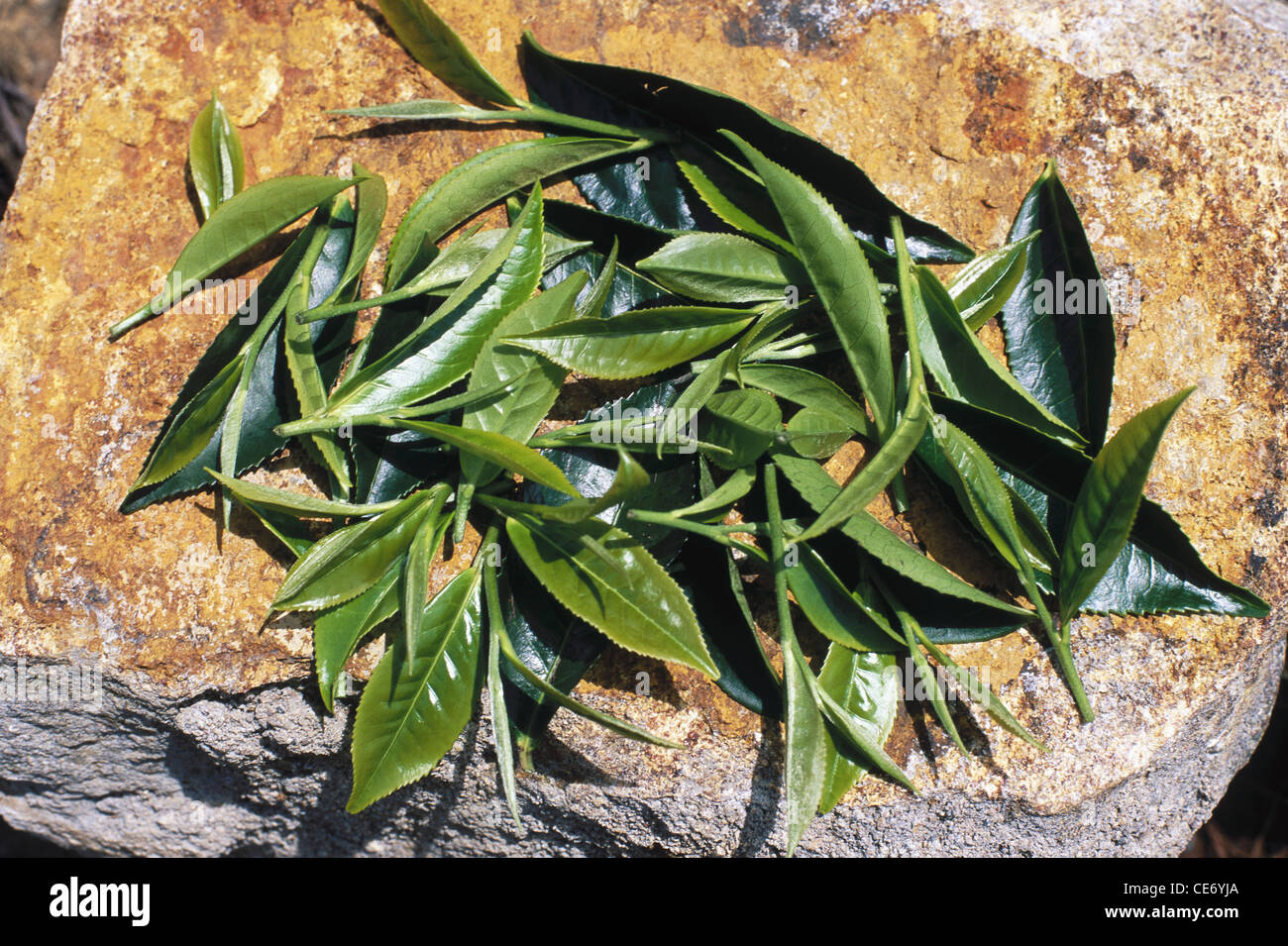 MBT 83769 fresh plucked new green tea leaf tea leaves ; munnar tamil