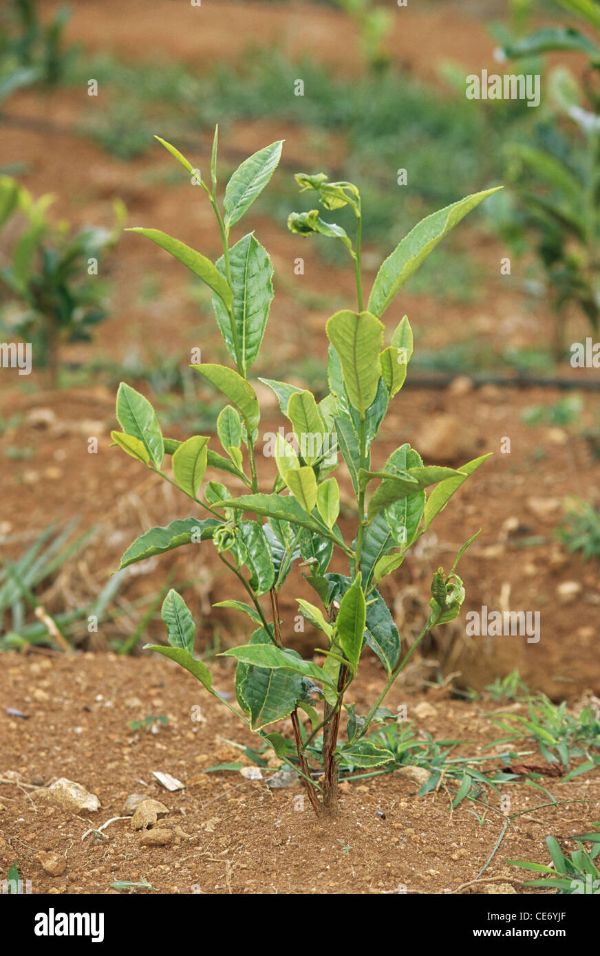 MBT 83770 : fresh new tea leaf tea leaves tea plant tea garden ; munnar