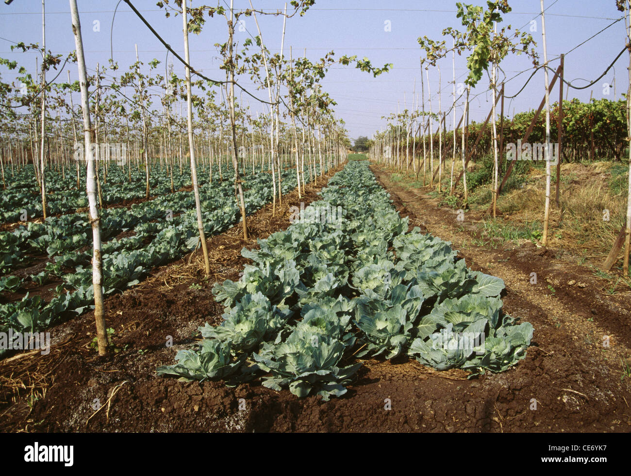 MPC 83794 : green cabbage growing plant crop field ; maharashtra ; india Stock Photo