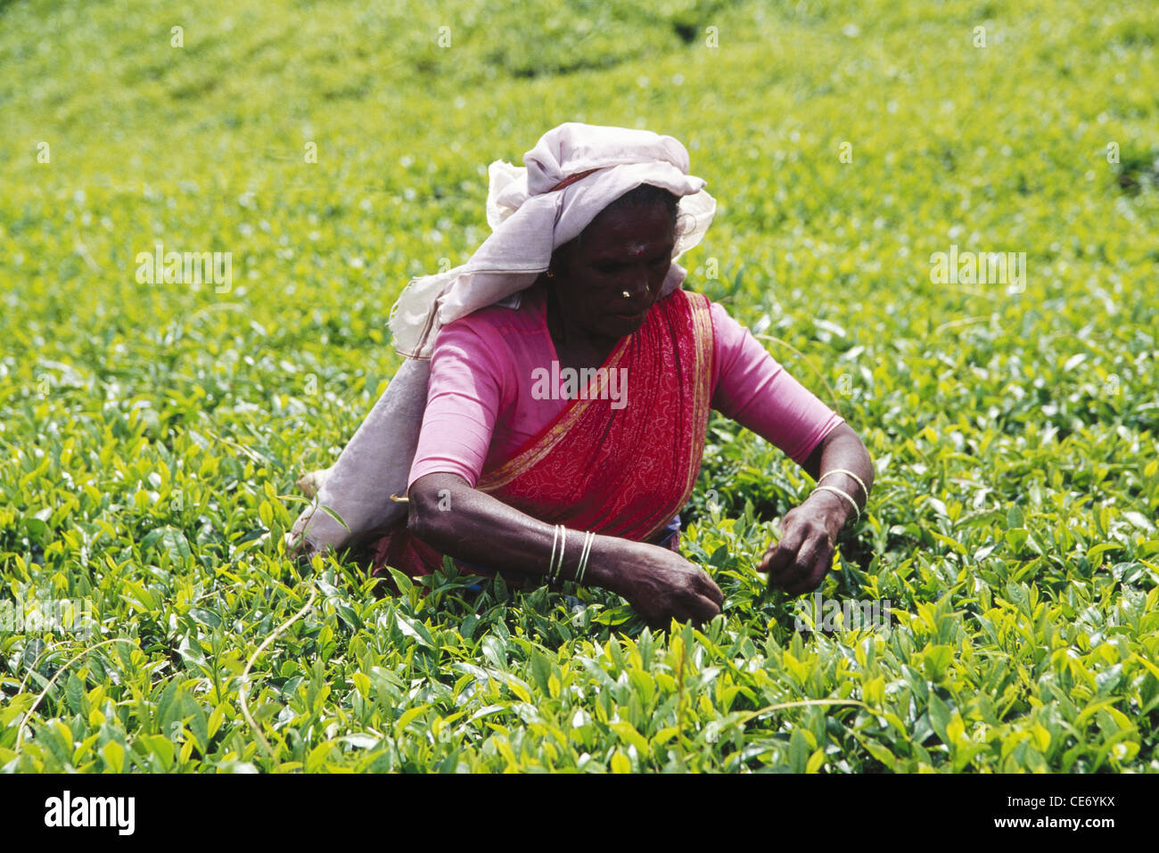 ceylonese woman plucking fresh tea leaves in tea garden ; hotel tea factory ; nuwareliya ; srilanka ; india Stock Photo