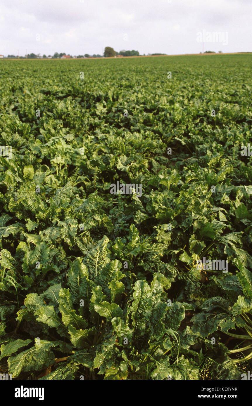 Vegetable beetroot field ; table beet ; garden beet ; red beet ; dinner beet ; golden beet ; Sweden ; Europe Stock Photo
