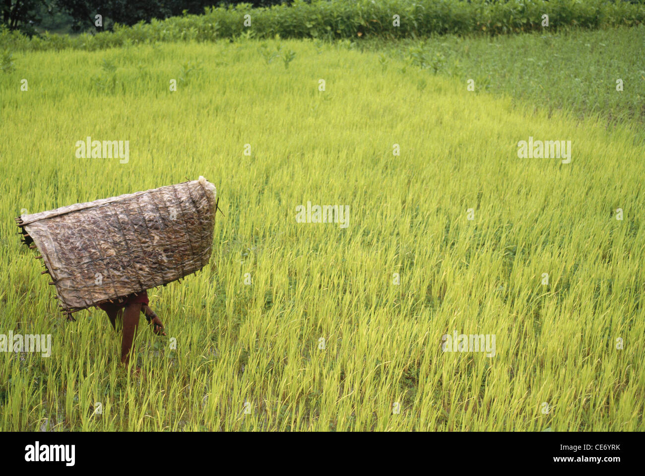 indian farmer wearing jute cane rainwear working in paddy rice field  india Stock Photo