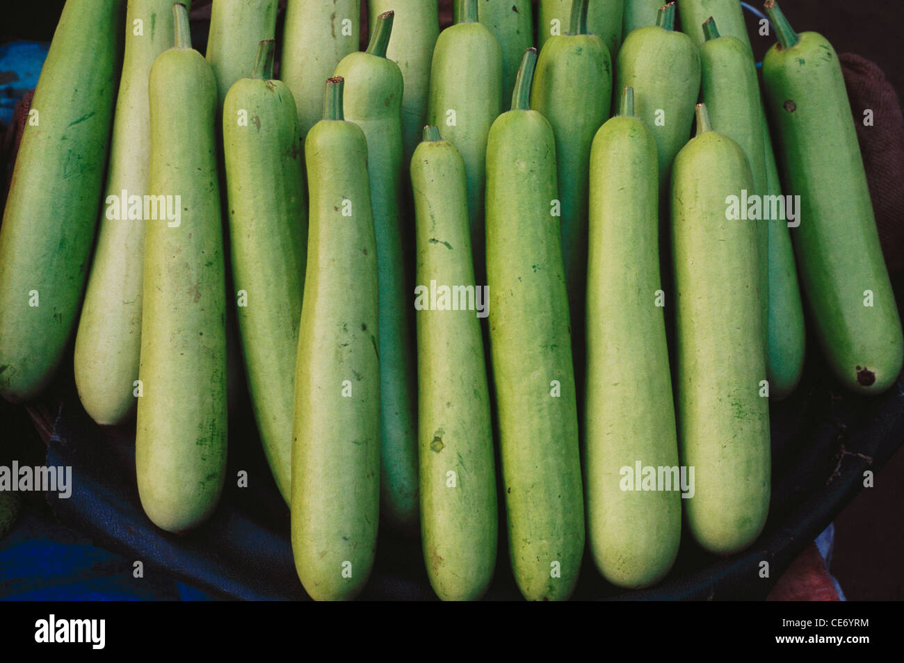 Vegetable green bottle gourd ; Calabash ; Lagenaria siceraria ; bottle