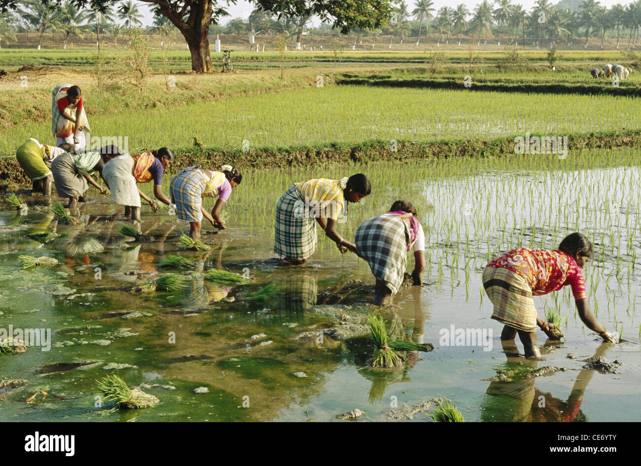 Tamil nadu farmers hi-res stock photography and images - Alamy