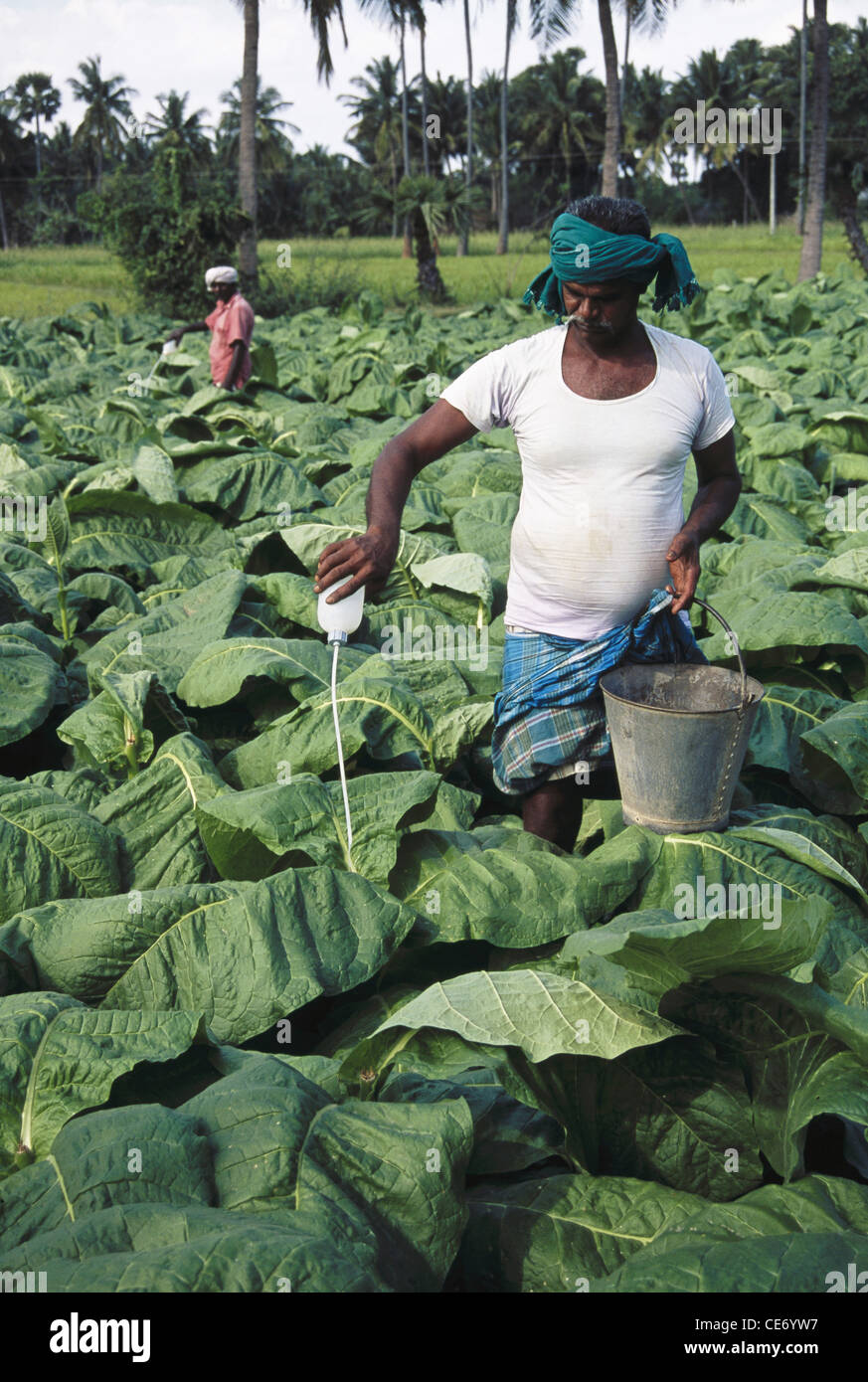tobacco pesticides Indian farmer sprinkling fertiliser pesticides on tobacco plant in fields ;  india ; asia Stock Photo
