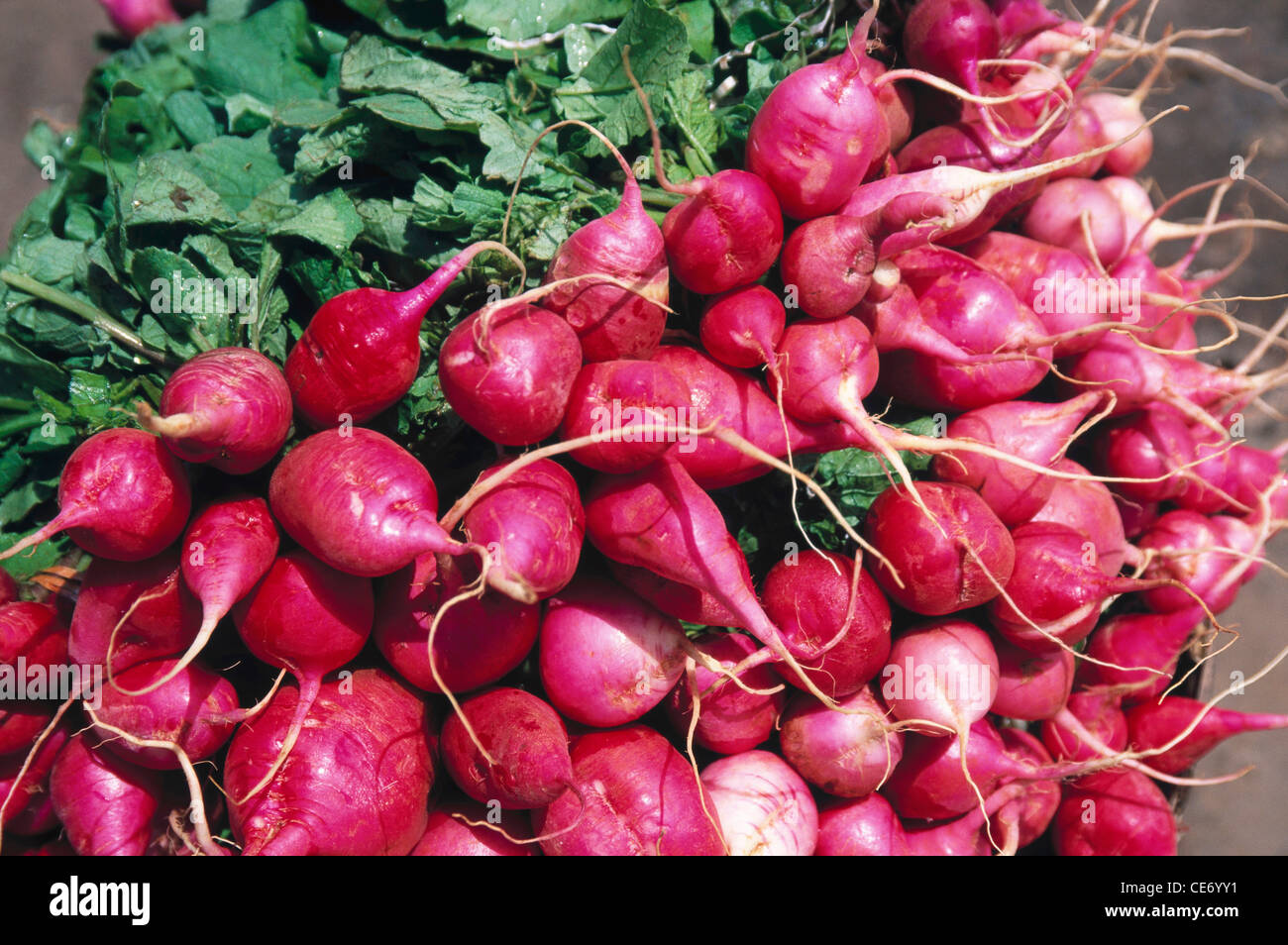 Red Turnip Stock Photos & Red Turnip Stock Images Alamy
