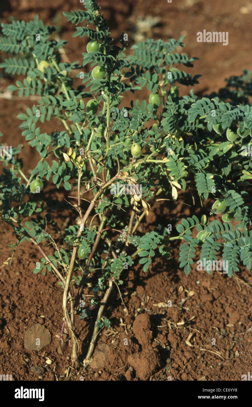 Vegetable green gram tree ; india ; asia Stock Photo Alamy