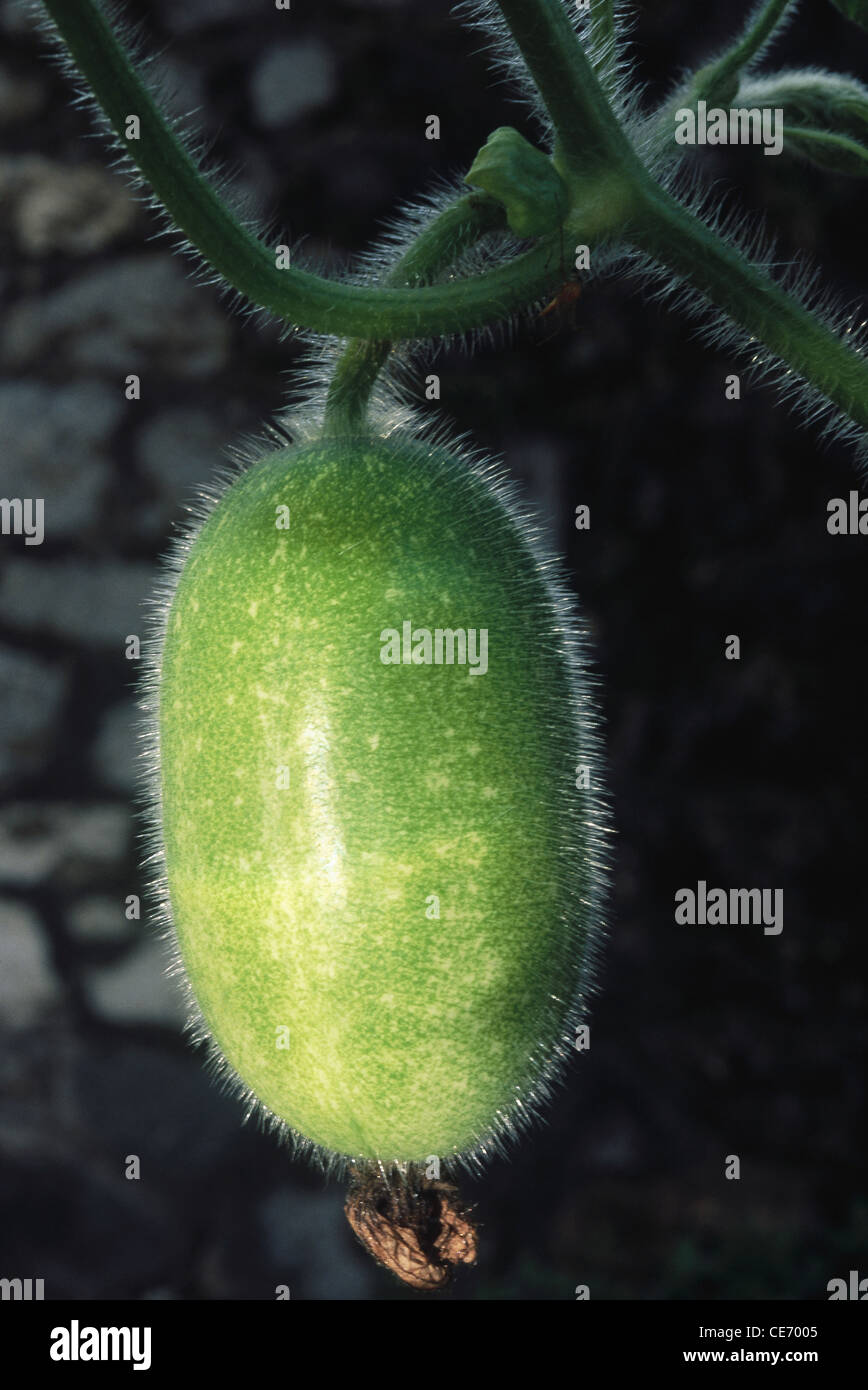 Vegetable ash gourd growing in fields ; Benincasa hispida, wax gourd, ash gourd, white gourd