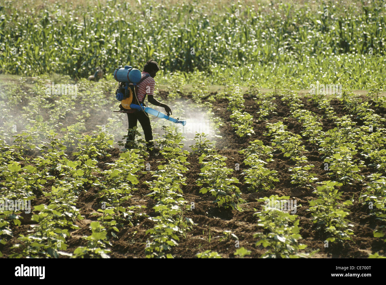 Pesticide spraying in india hires stock photography and images Alamy