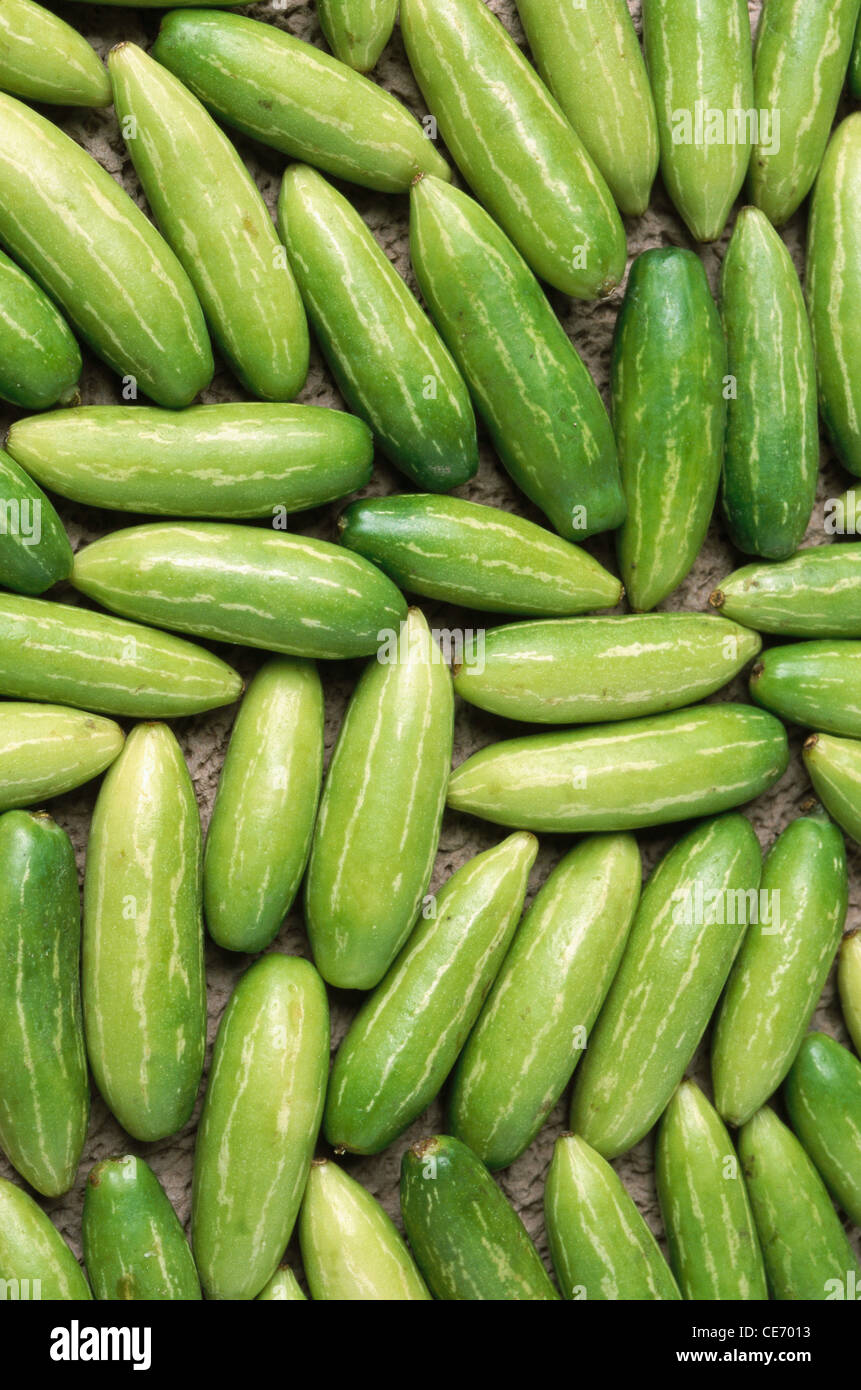 Vegetable green cucumber ; abstract ; background ; india ; asia Stock Photo