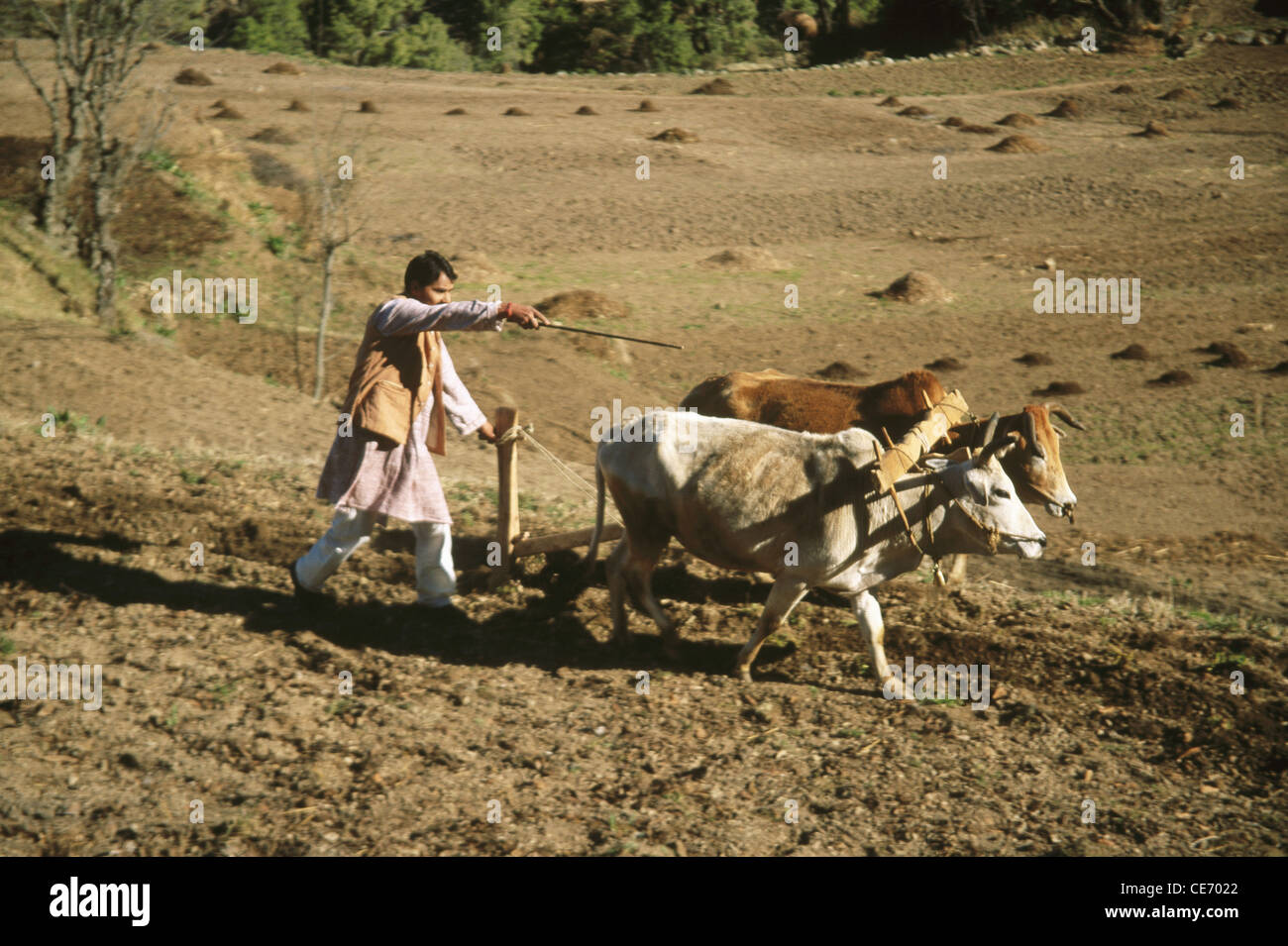Indian man ploughing a field with cattle hi-res stock photography and ...