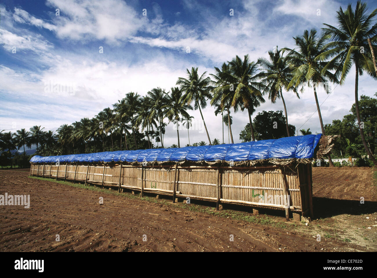 Storage boxes for onions in bamboo containers with blue plastic