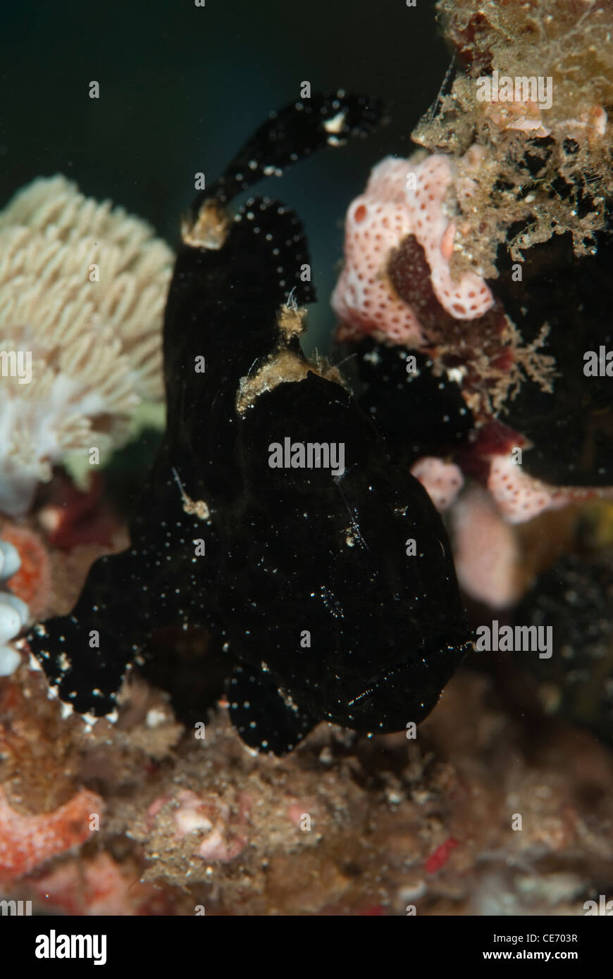 A Black painted frogfish sat on its position for a while in a coral patch in a coral block on a local site in the Bunaken Park Stock Photo