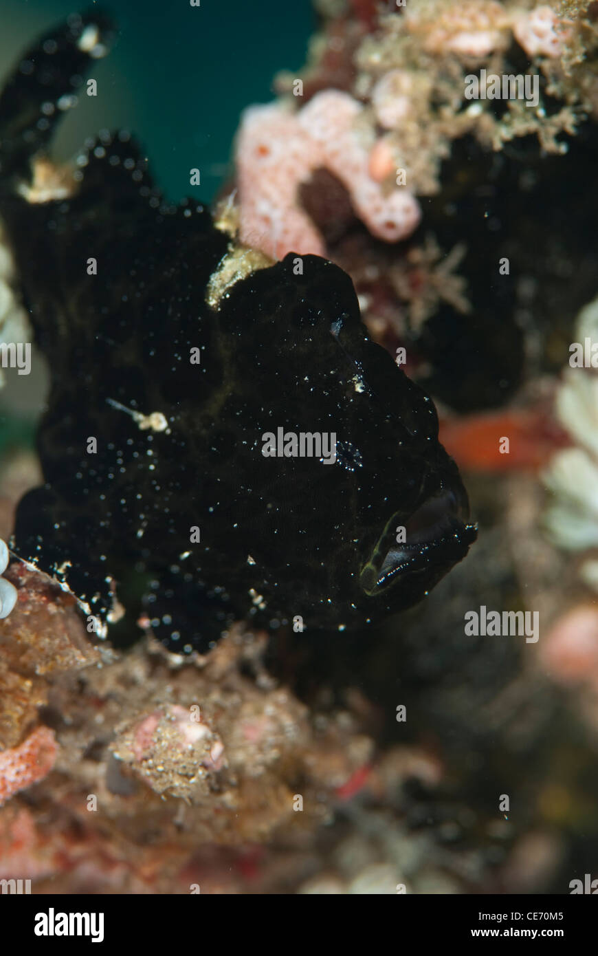 Black painted frogfish ready to  yawn. Stock Photo