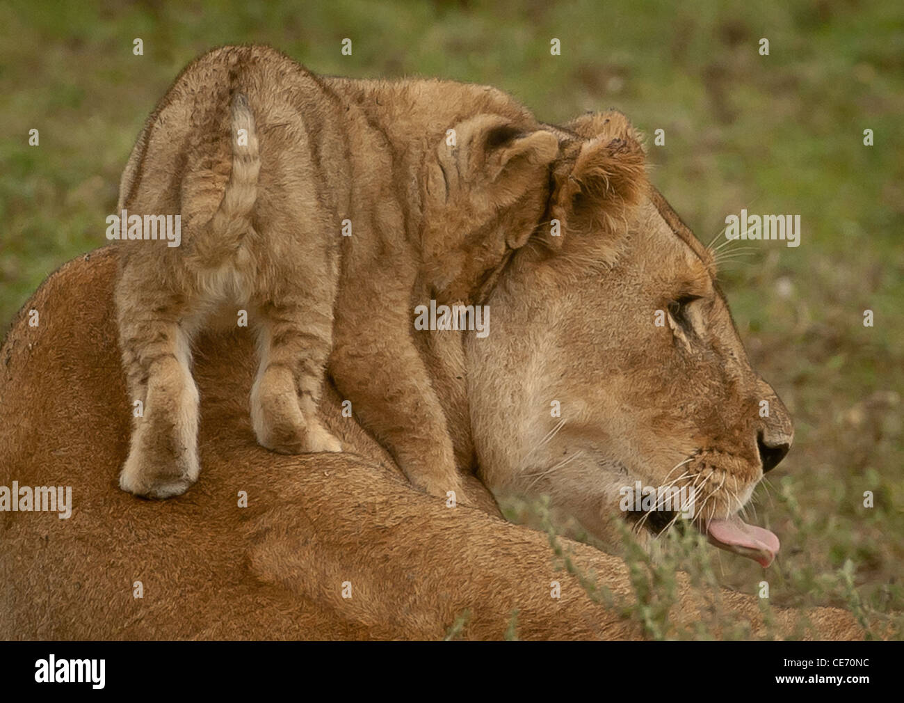 Playful lioness panthera leo hi-res stock photography and images - Alamy
